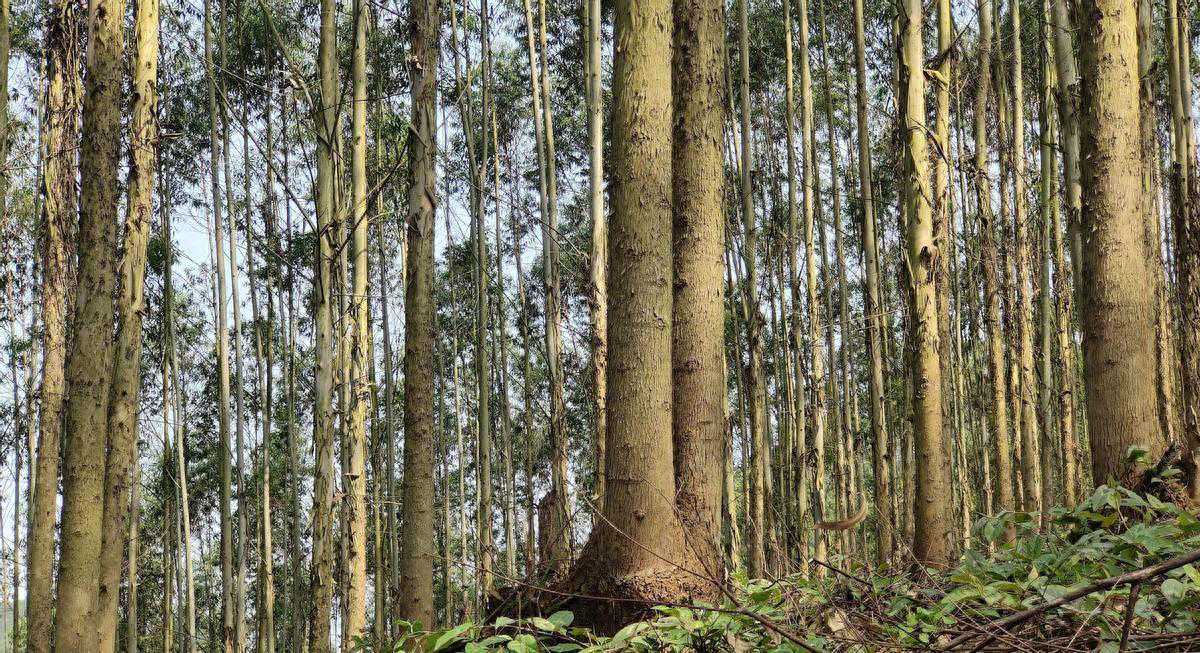 桉树木材市场：困难与机遇