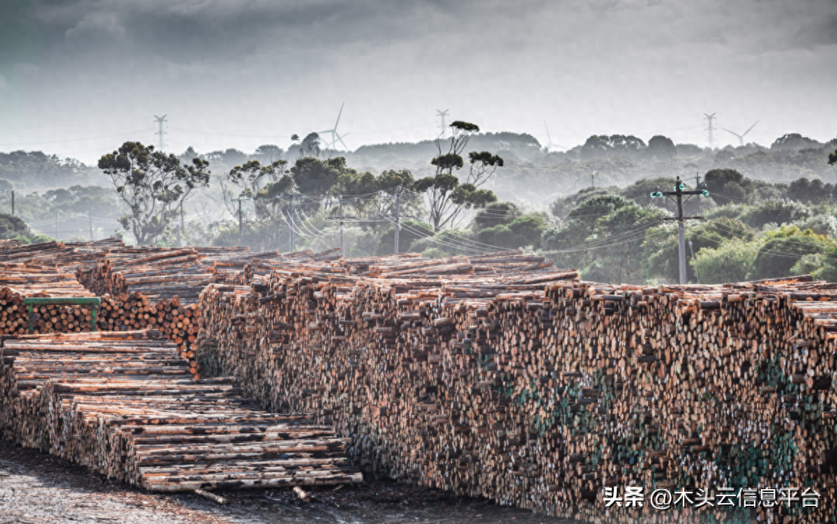 1月中国木材进口情况：原木比重下降，锯材进口增长