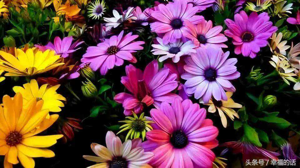 全都是知识点哦——为你介绍轻型木结构的材料种类