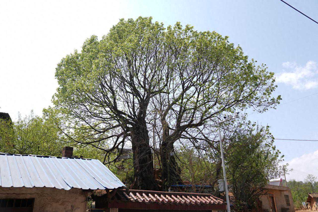 市州观察丨攀枝花：借古树保护，推进生态资源向旅游资源转化