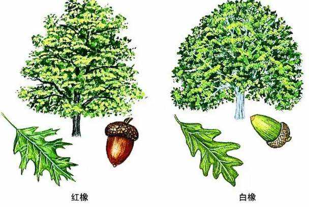 图解红橡与白橡的区别