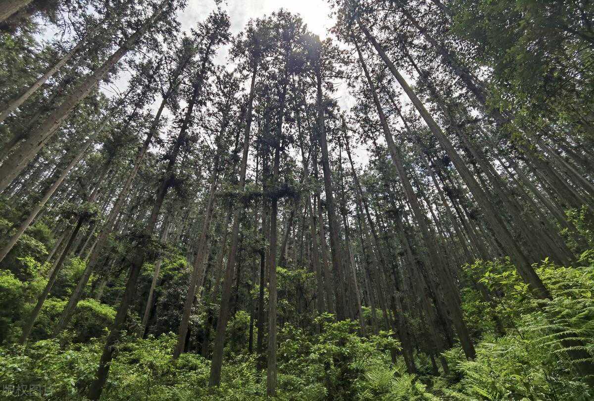 杉木木材价格几乎腰斩，还值得投资种植吗？