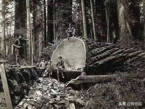 百木取一纹，关于木皮你应该知道这些“美丽知识”