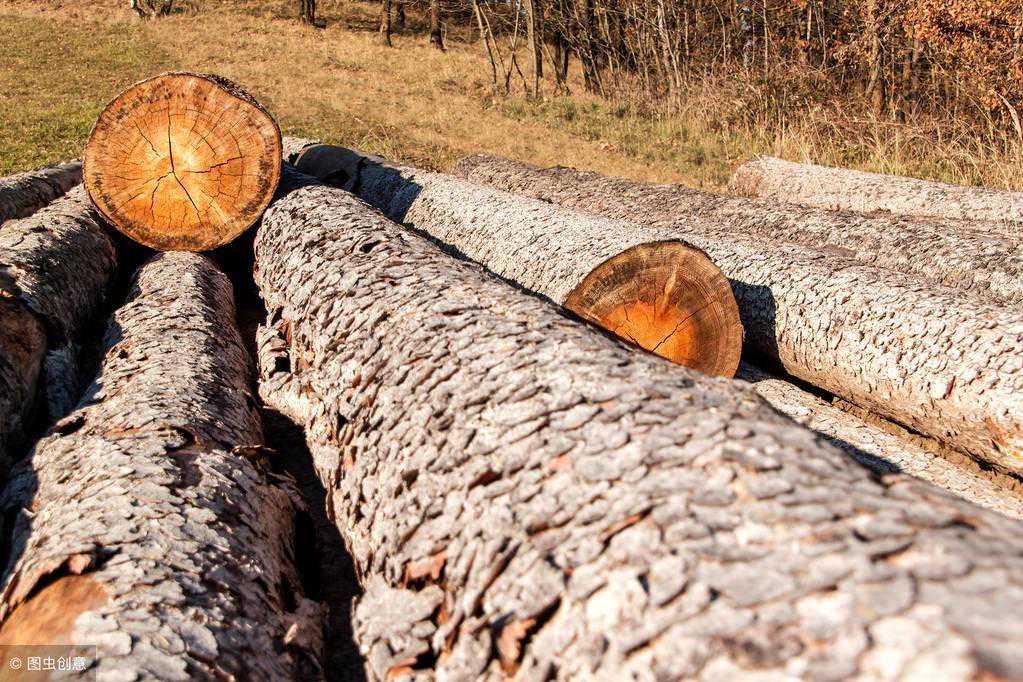 南美原木市场价格处于低位