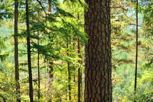俄罗斯樟子松家具好吗？