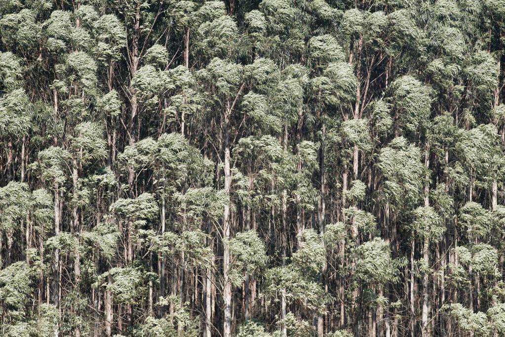 林草科普|中国桉树培育技术百年发展史与展望