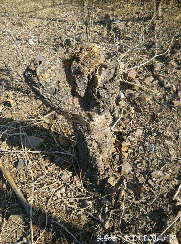 实木家具为什么要使用拼板材和指接材？