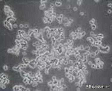 细胞铺板的3种手法，这样铺更均匀