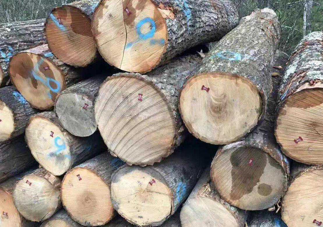 美国南部锯材供应链的困境和机遇