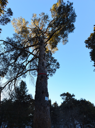 樟子松和辐射松的区别
