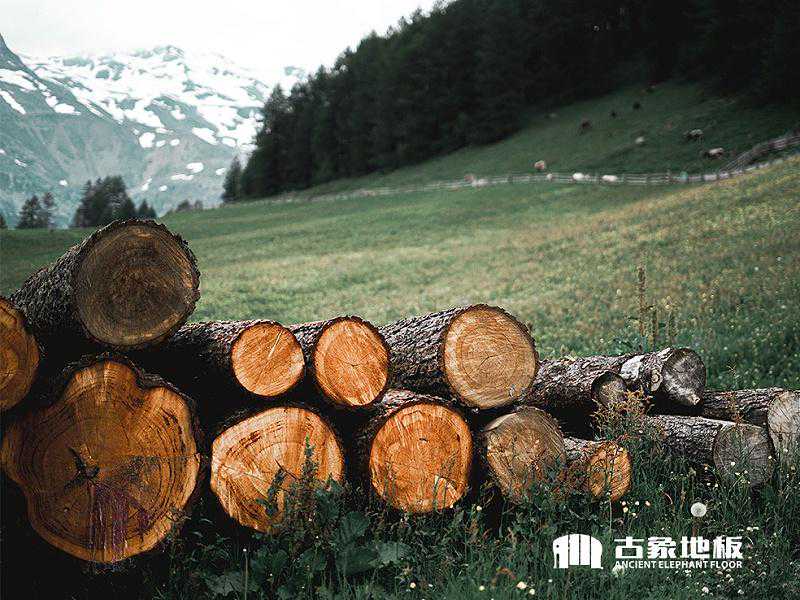 实木地板木材介绍之重蚁木