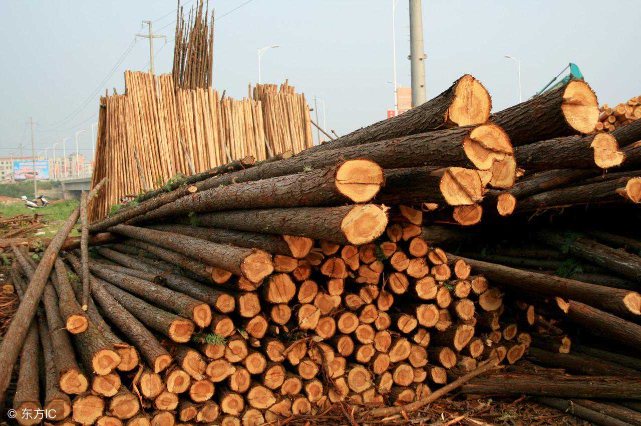 板材利润高，掌握这几点，轻松办起木材加工厂