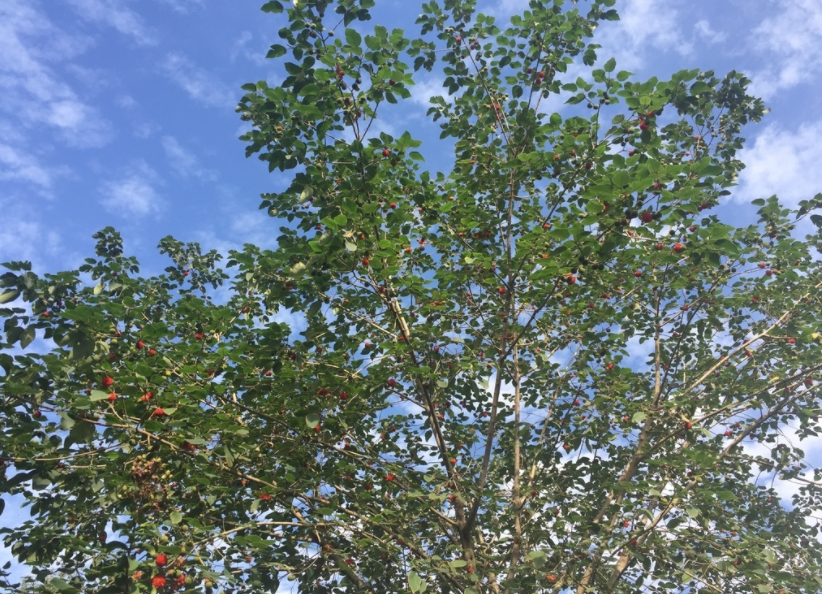 上游•夜雨丨陈益：神奇的构树