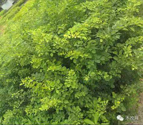 木投新闻|河口警方破获合同诈骗案追回300余万黄檀原木