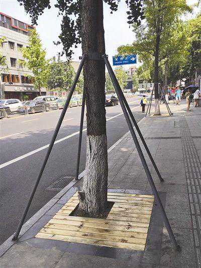 成都4万多树池年内完成生态化改造 部分混凝土换成防腐木