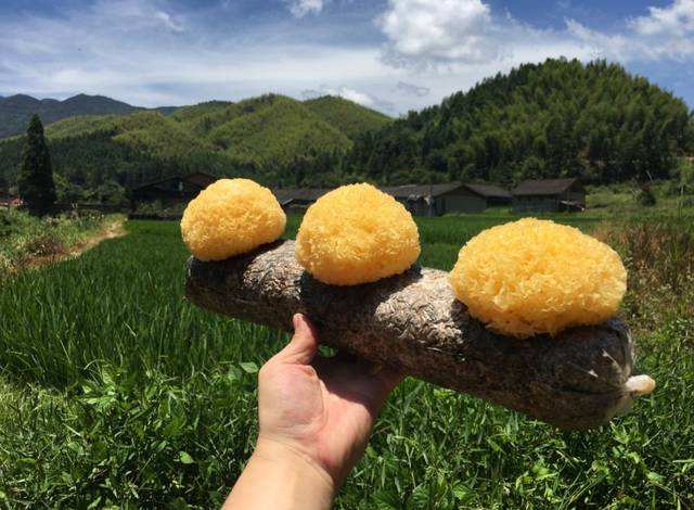 野外腐木上长着一种“菌”，雨后快去寻，见到很幸运，一斤100元