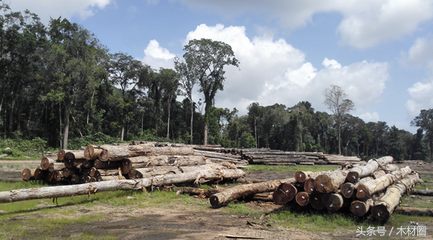 东南亚、非洲地区资源管控之下，南美原木价格被抬高，面临有价无市的局面