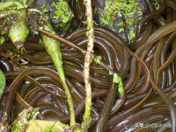 建筑工程 模板安装与拆除质量通病44项全攻略 模板缺陷一网打尽