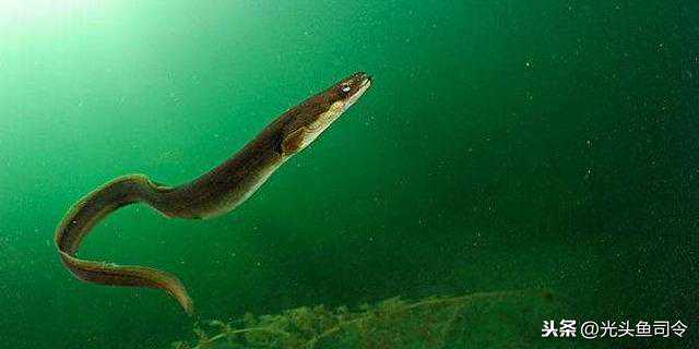 同创友德带你了解成都防腐木养护的七大注意事项