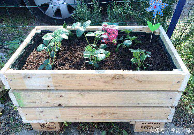 朋友用废弃的木托盘制作的实用花床，养花种菜不费力