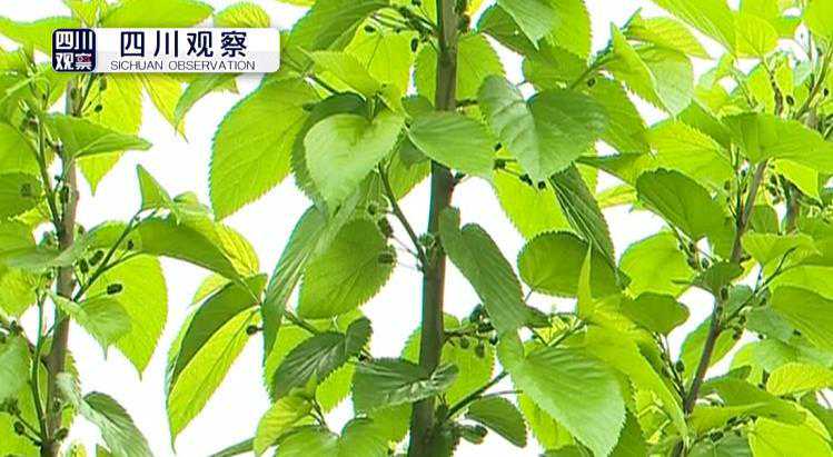 三层实木和多层实木地板哪个好，两者区别有哪些