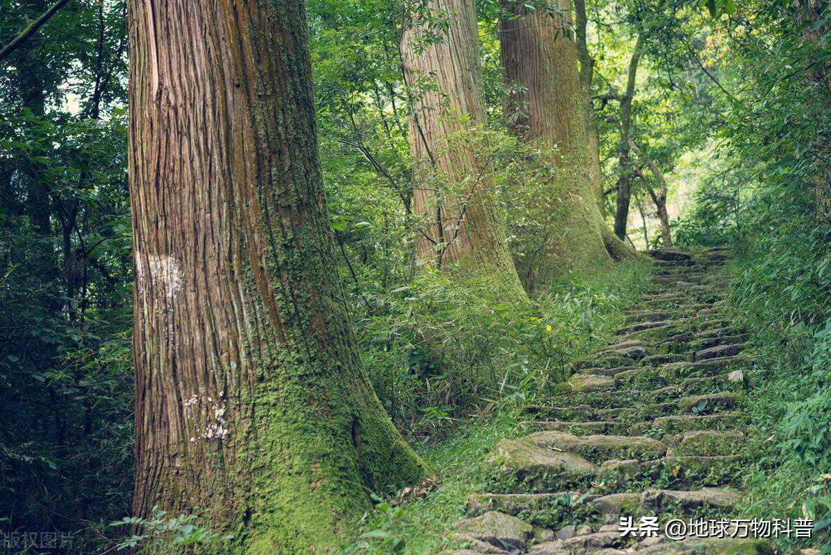 万物科普：地球上最古老的植物-1.2亿年前的南方松
