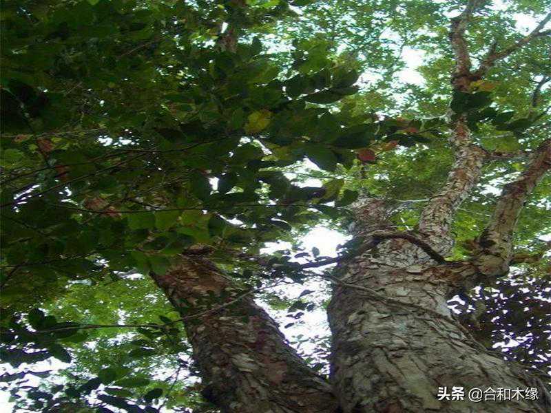 谈“檀”第14檀——伯利兹黄檀（大叶黄花梨、洪都拉斯玫瑰木）