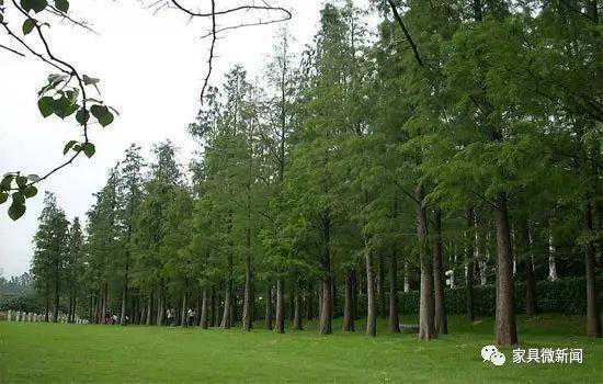 木材干燥“干货”,全是知识点！