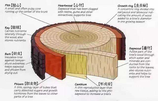 木材基础知识值得收藏学习