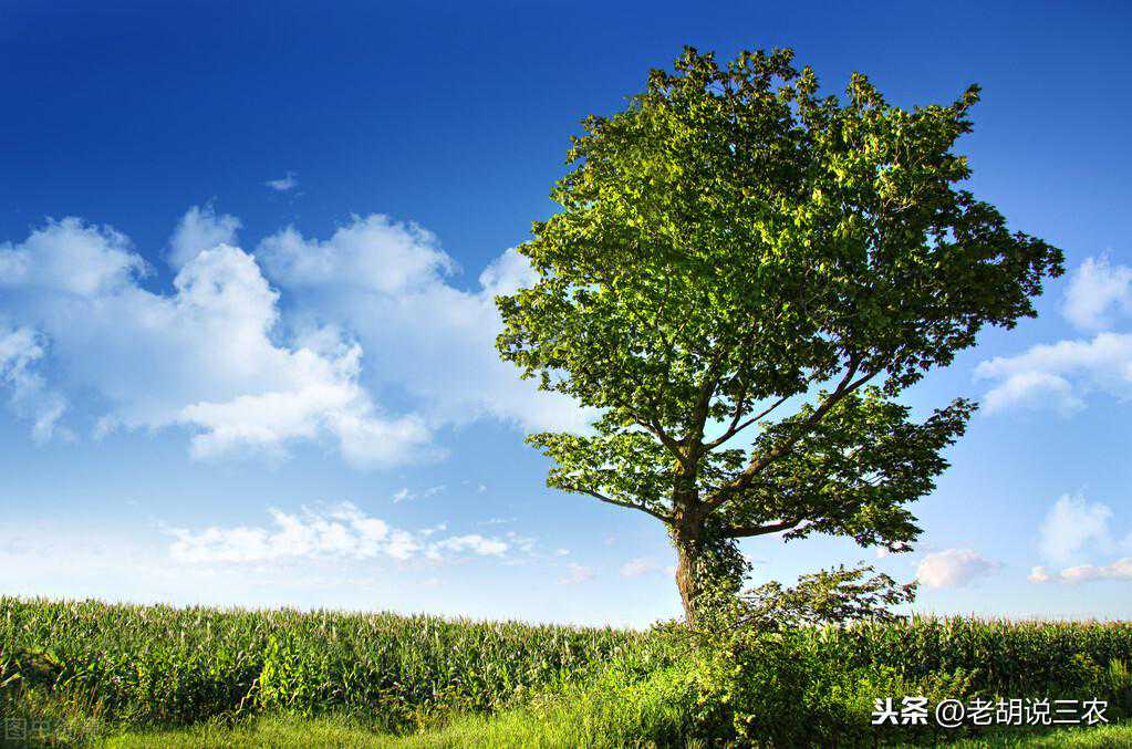 榆树原木4000元/立方，板材6500元/立方，榆树咋这么贵