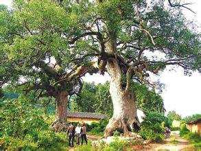 话说木材：这么多优点的木材，叫人如何不爱？