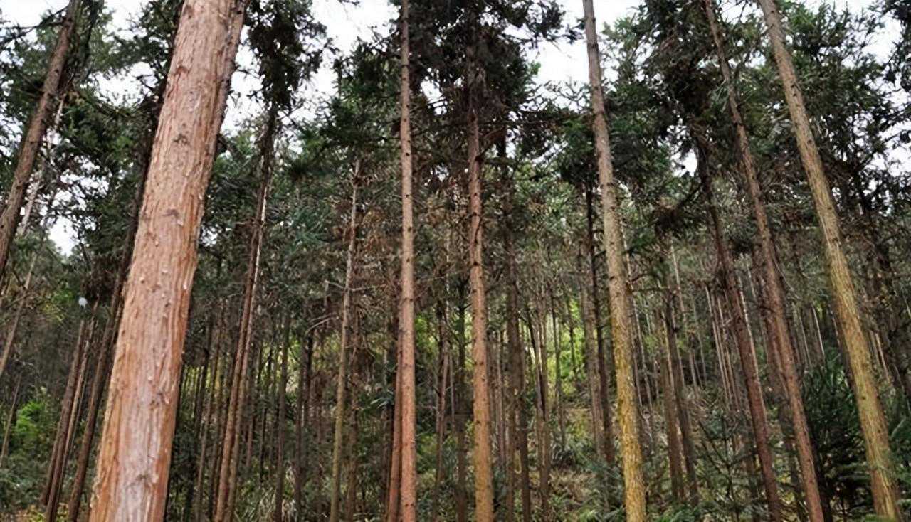 一根杉木十几万，这样的价格靠谱吗？