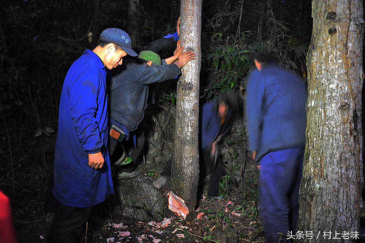 “梁木” 南方农村起屋必要的木头