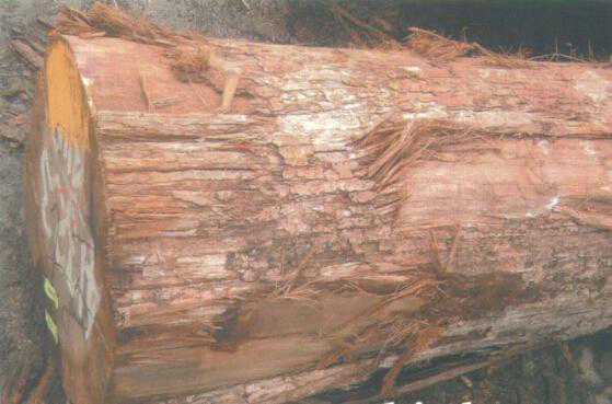 木头虫网木材百科之朴开拉