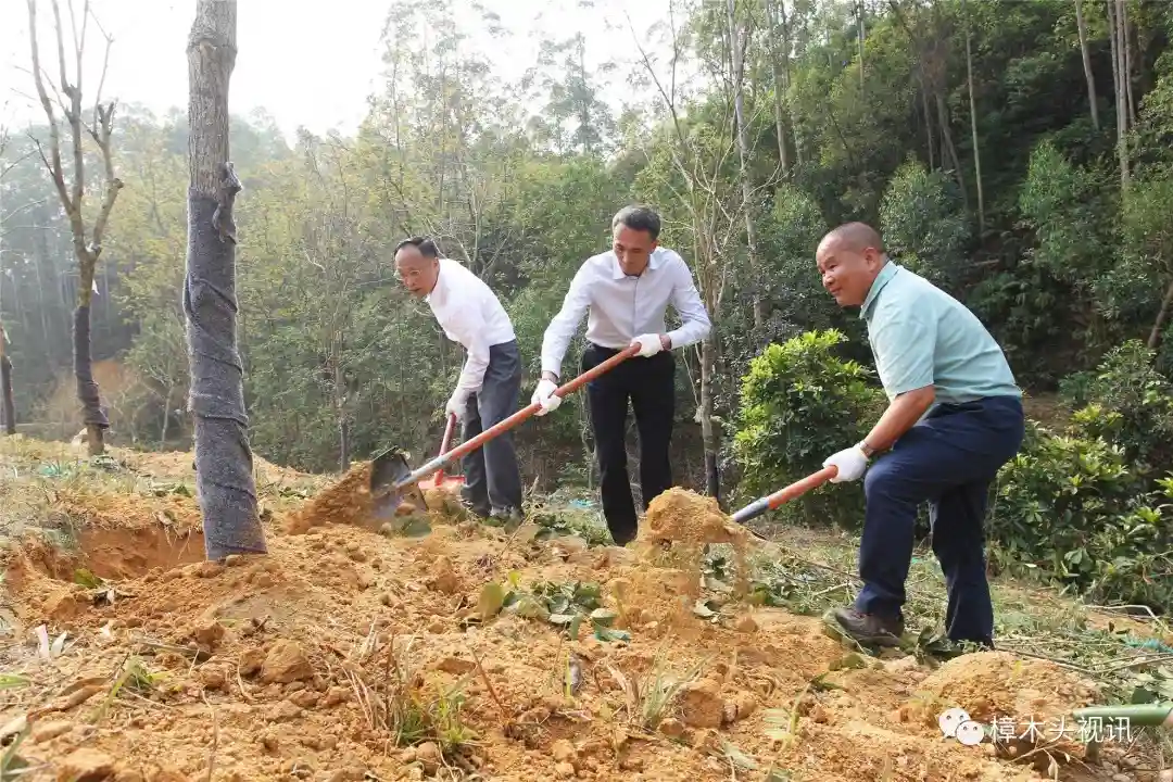 打造湾区森林小镇，樟木头开展全民义务植树活动