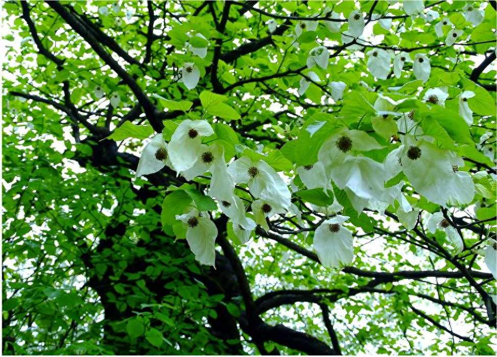 这才是中国十大珍稀苗木，苗木人你可知道？