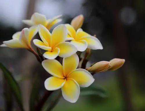 吴福木：芳香记