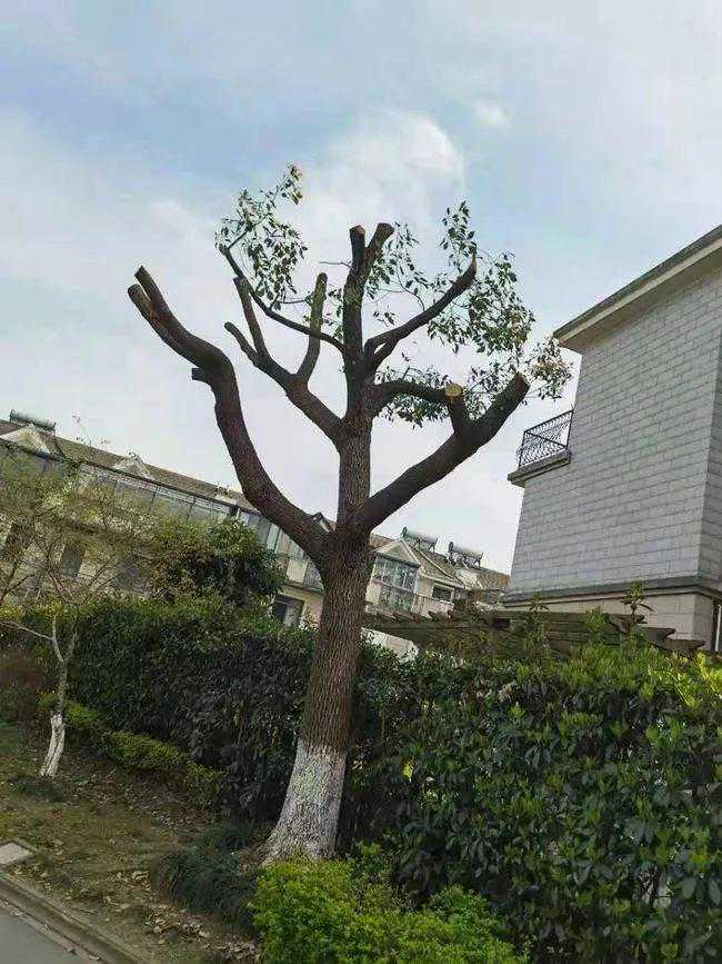 诗经正名：伐木